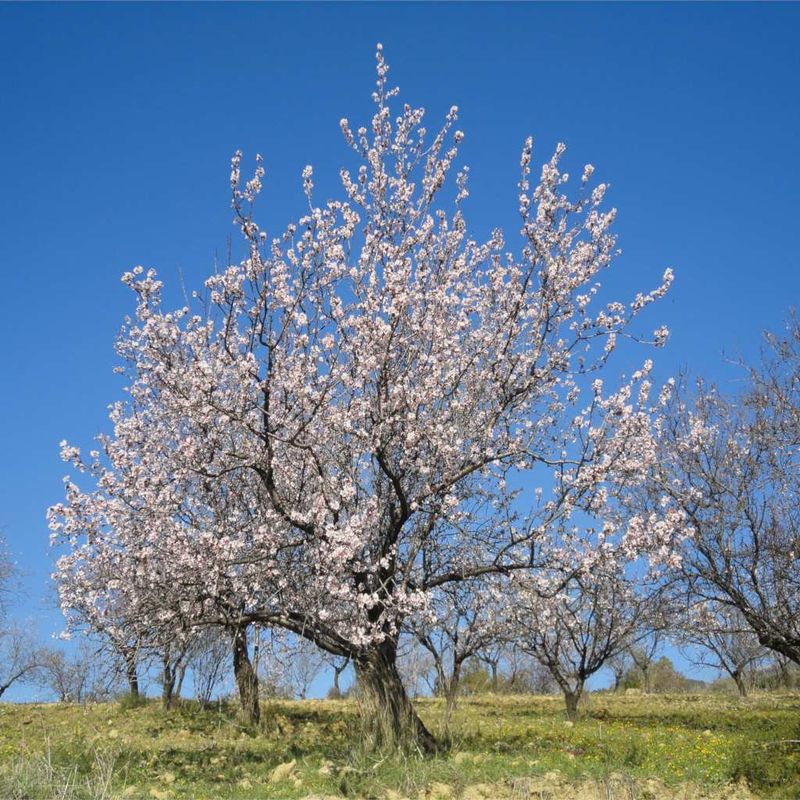 Almond Tree