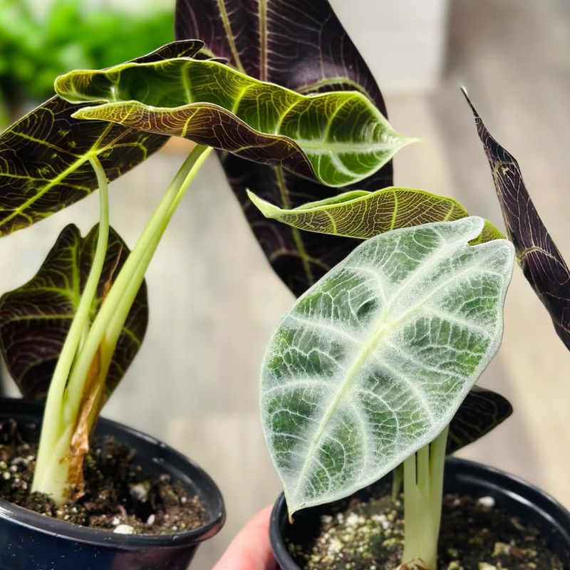 Alocasia