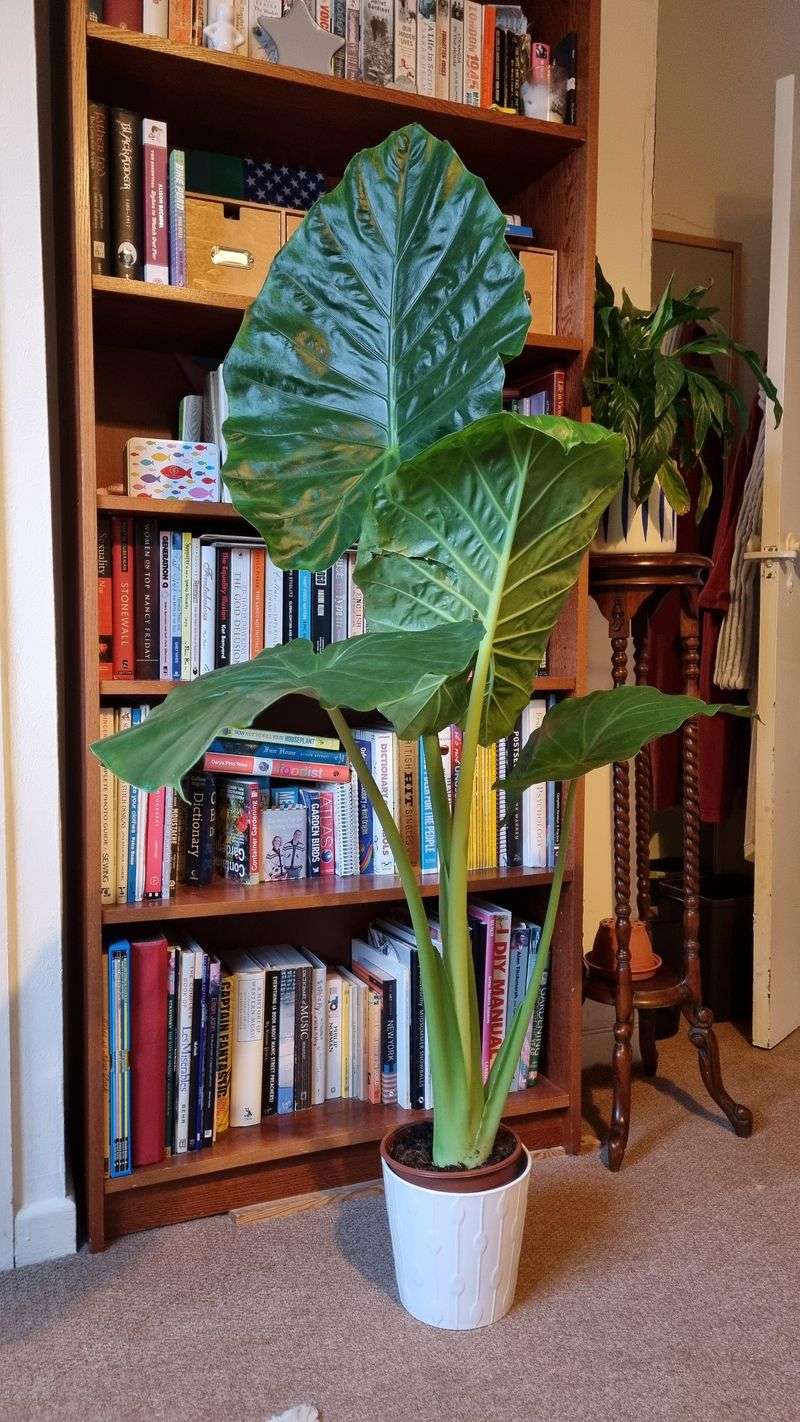 Alocasia