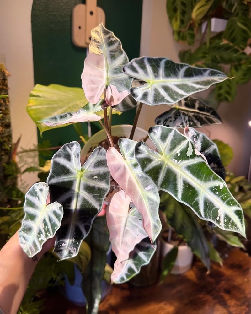 Alocasia Bambino