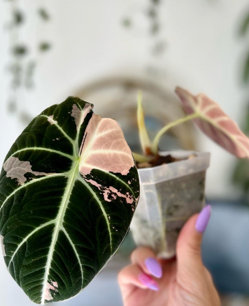 Alocasia Black Velvet