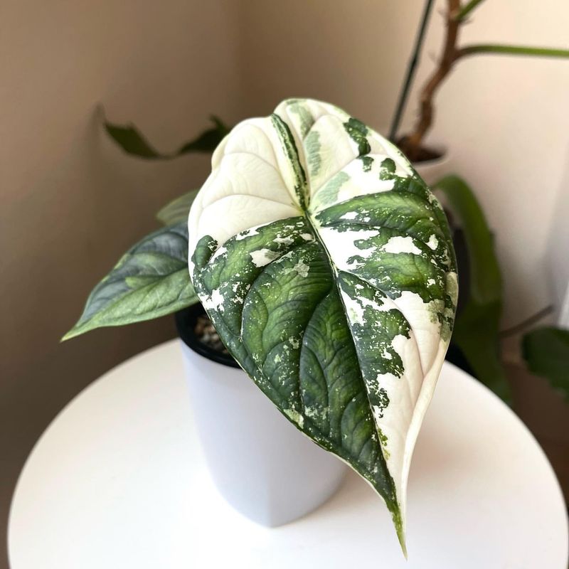 Alocasia Dragon Scale