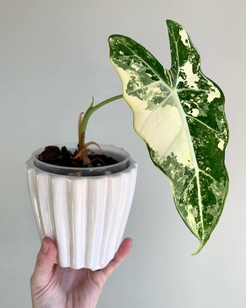 Alocasia Frydek