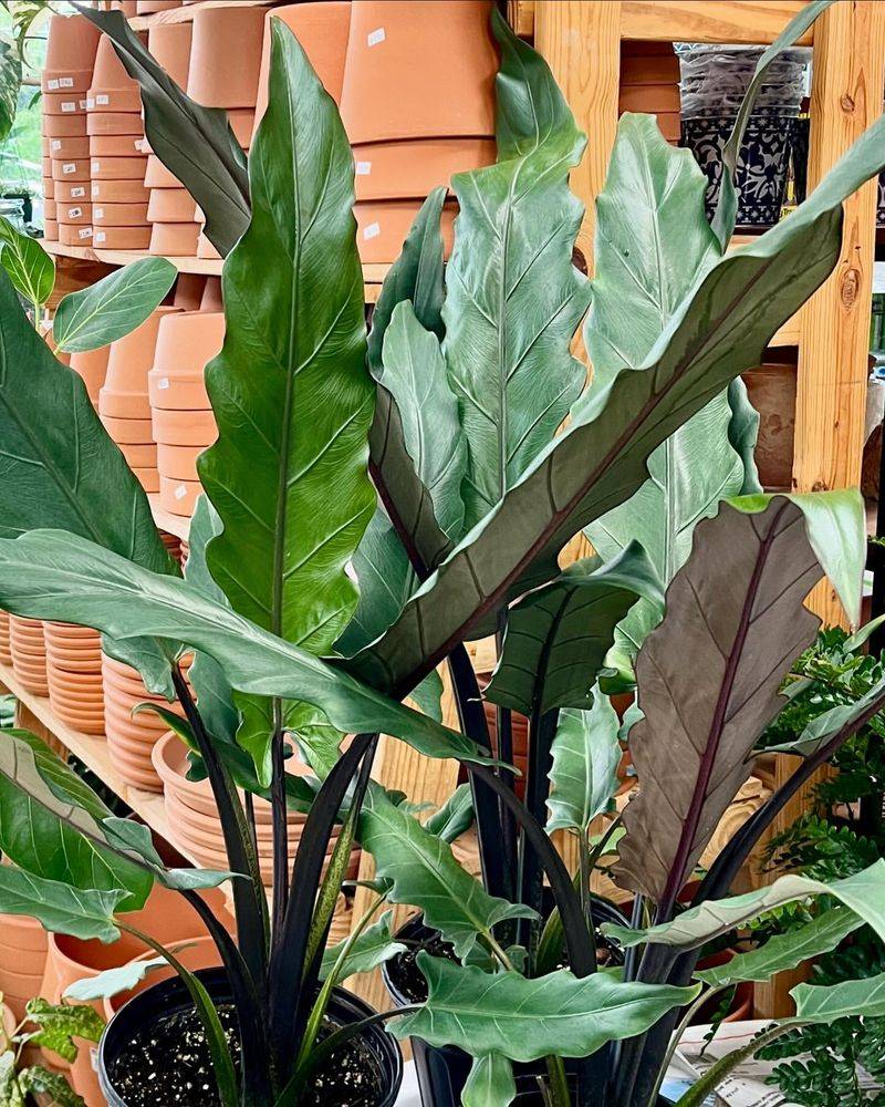 Alocasia Lauterbachiana