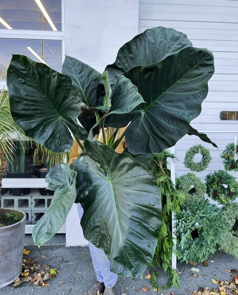 Alocasia Macrorrhiza