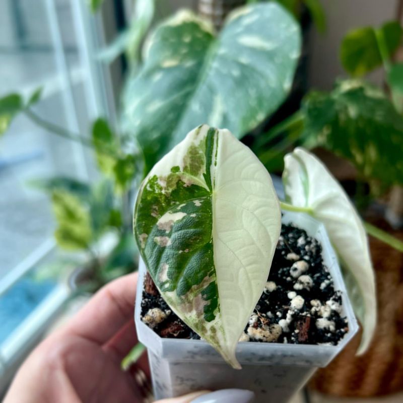 Alocasia Maharani