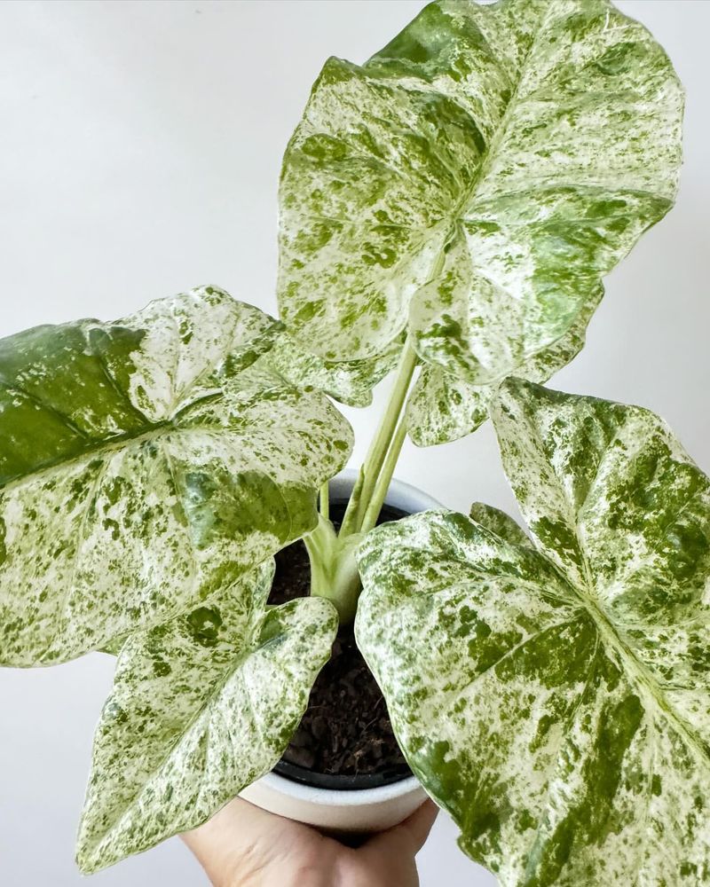 Alocasia Odora