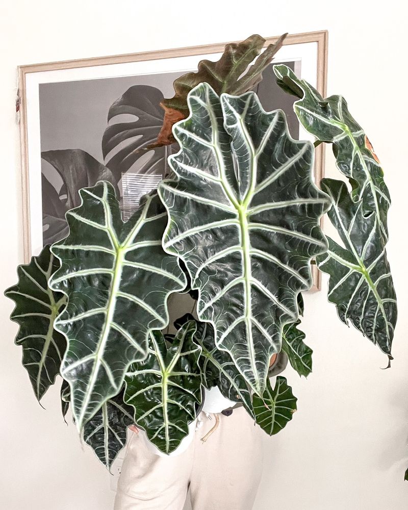 Alocasia Polly