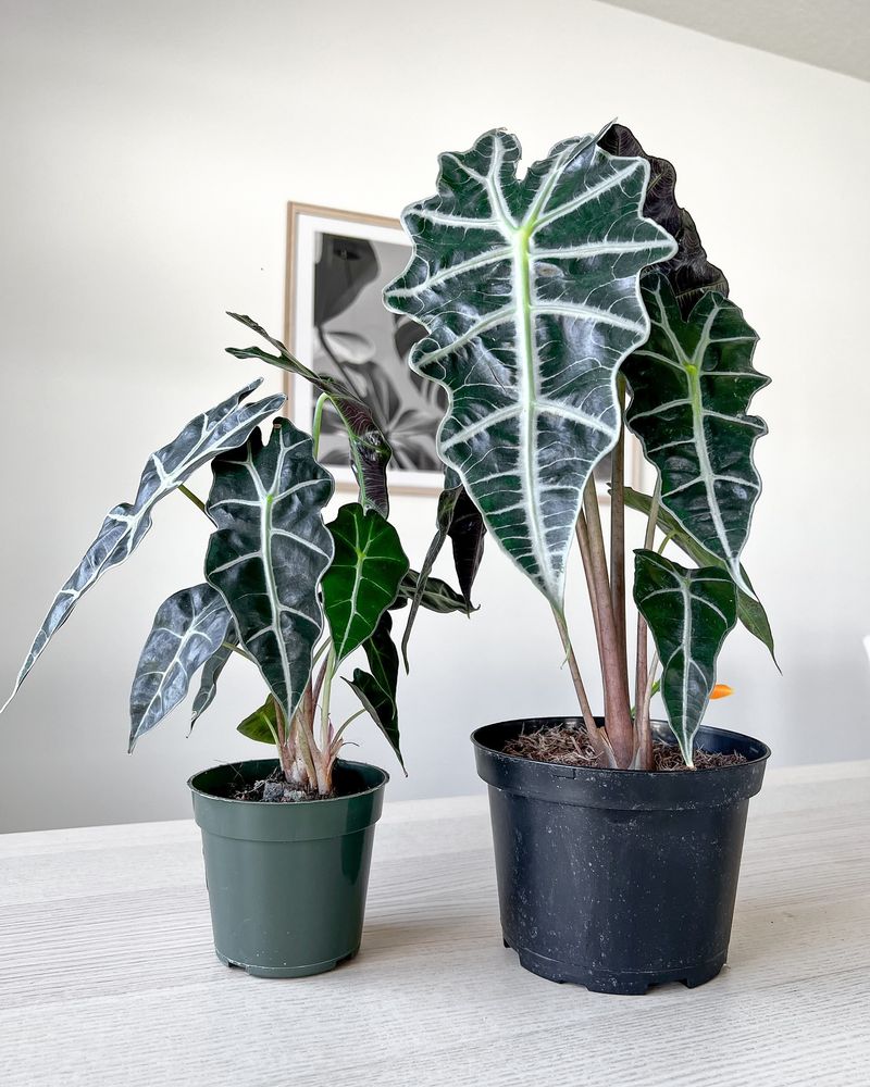 Alocasia Polly