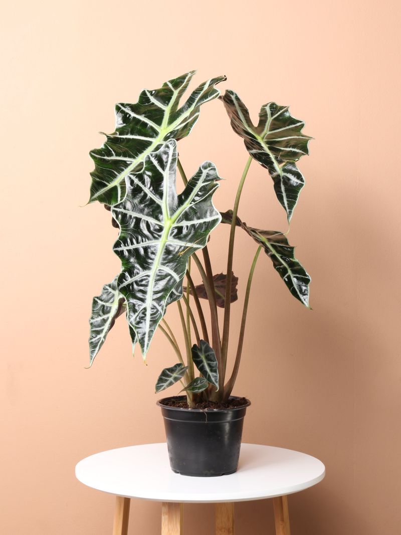 Alocasia Polly