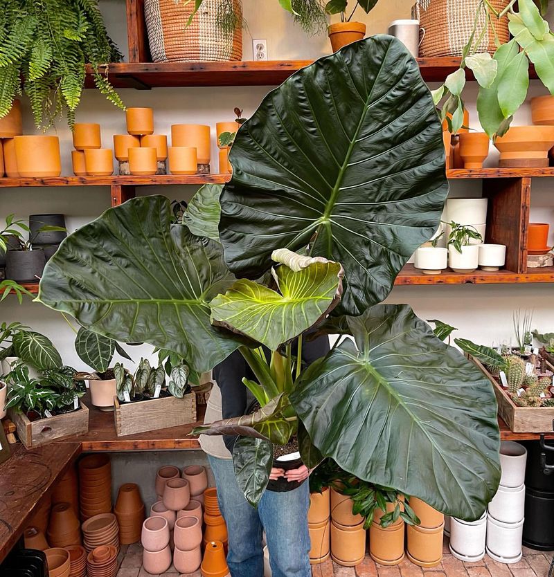 Alocasia Regal Shields