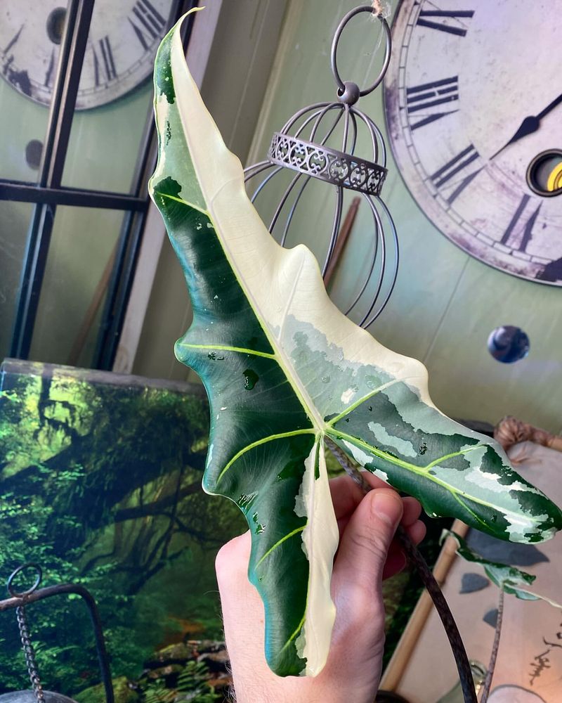 Alocasia Sarian