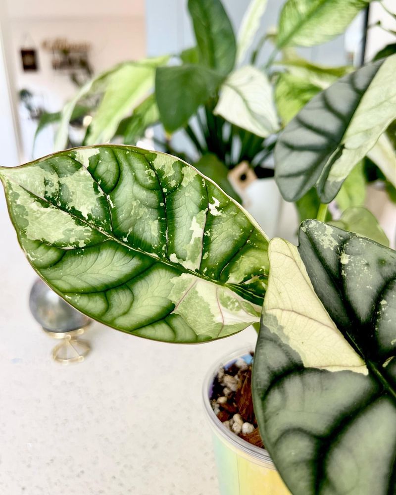 Alocasia Silver Dragon