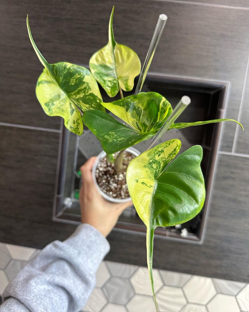 Alocasia Stingray