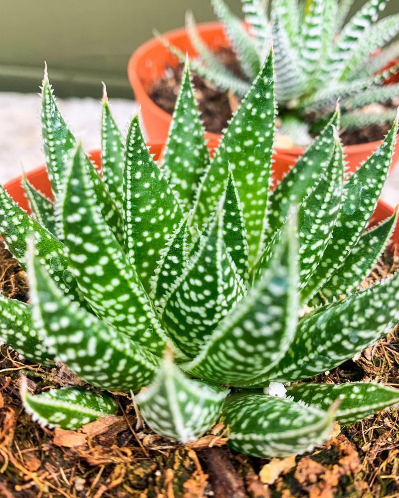 Aloe Aristata