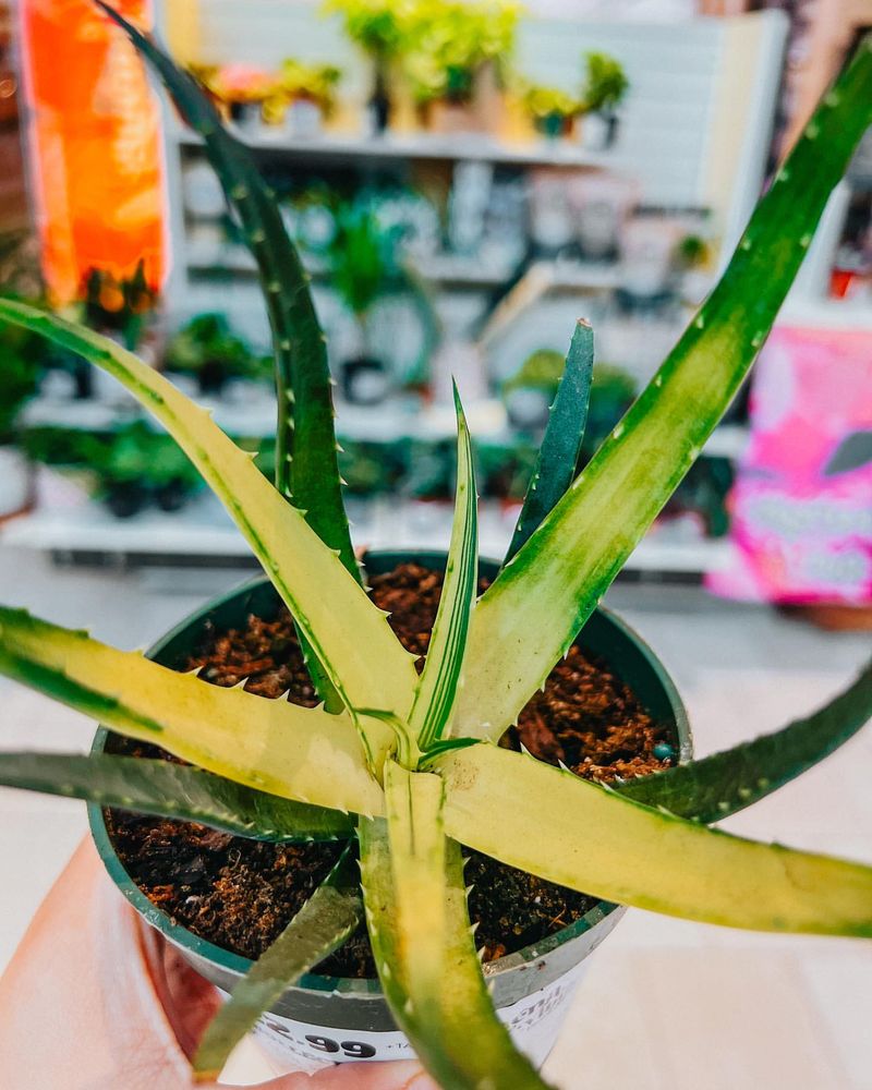 Aloe Vera