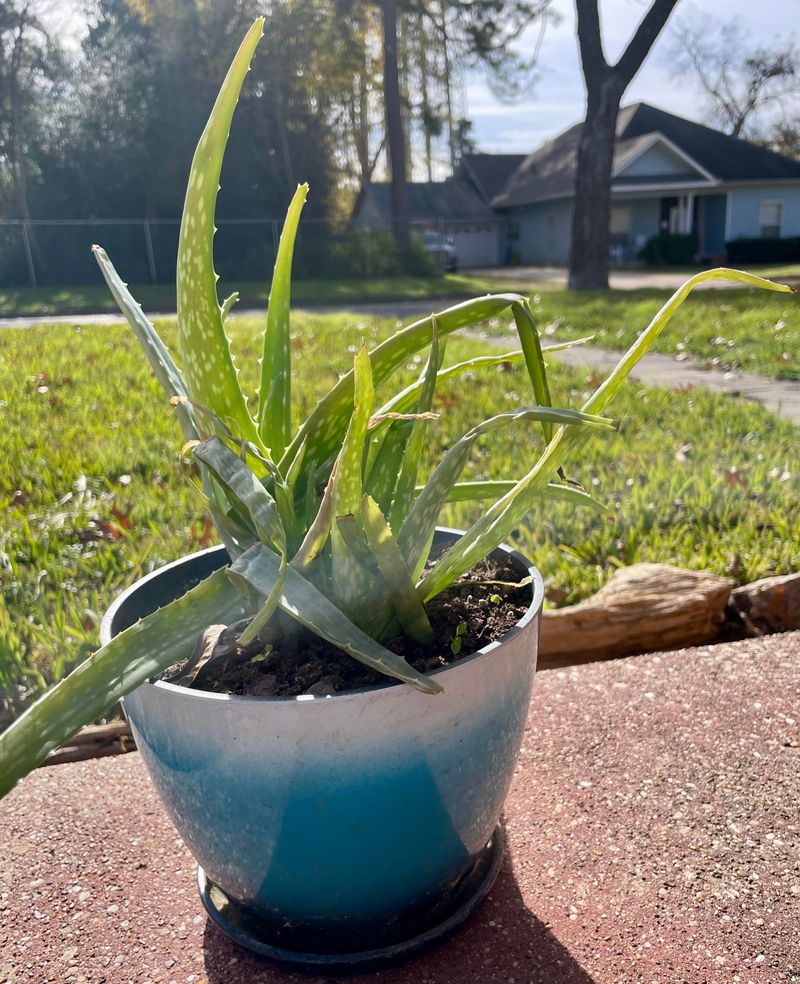 Aloe Vera