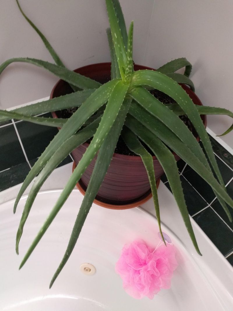 Aloe Vera