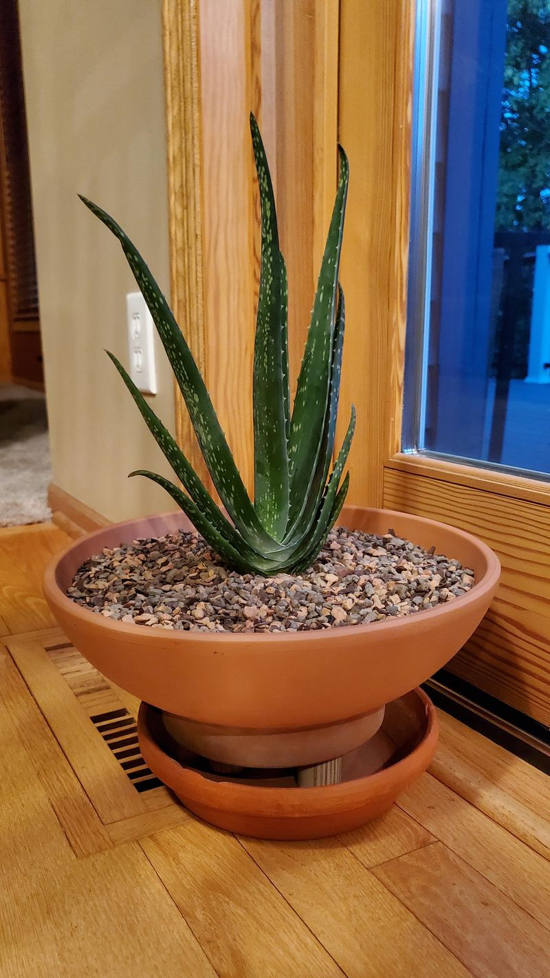 Aloe Vera