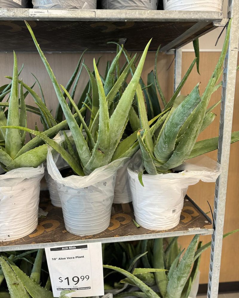 Aloe Vera