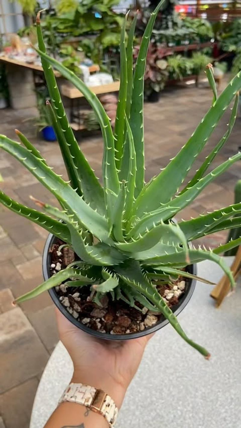 Aloe Vera