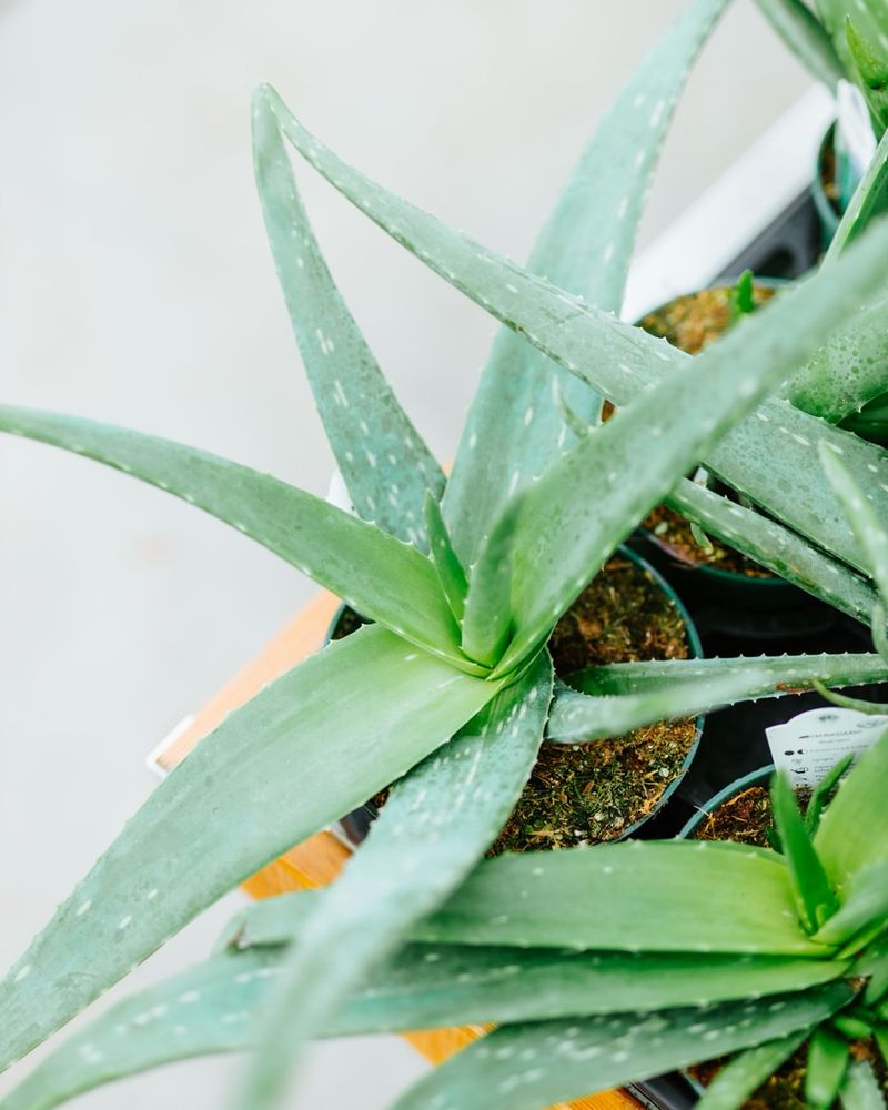 Aloe Vera