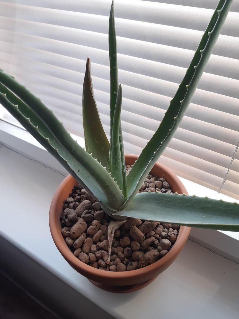 Aloe Vera