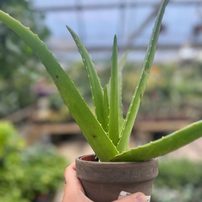 Aloe Vera