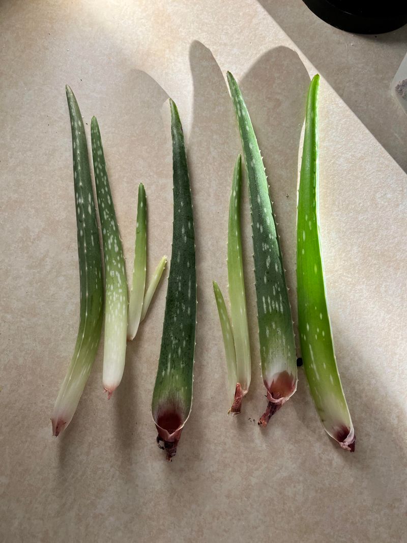 Aloe Vera Plant Food