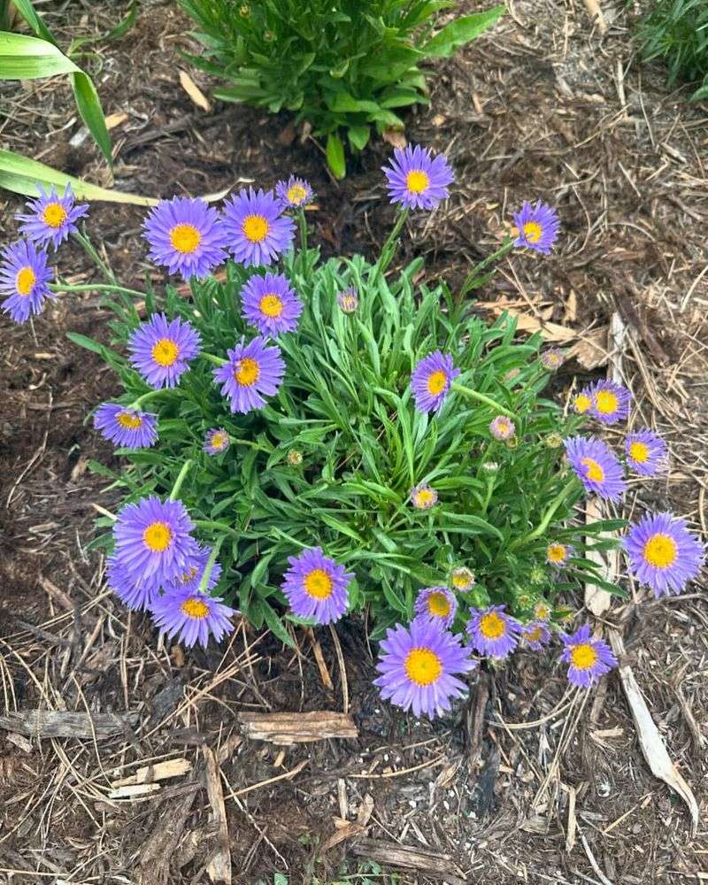 Alpine Aster