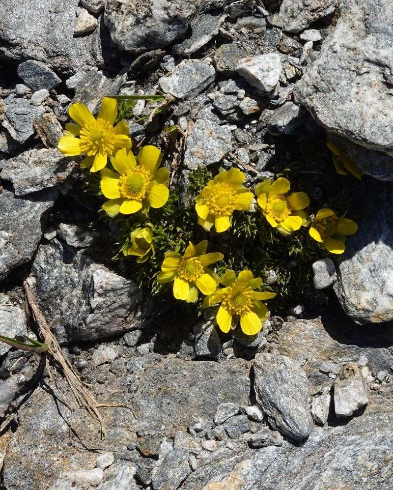 Alpine Buttercup