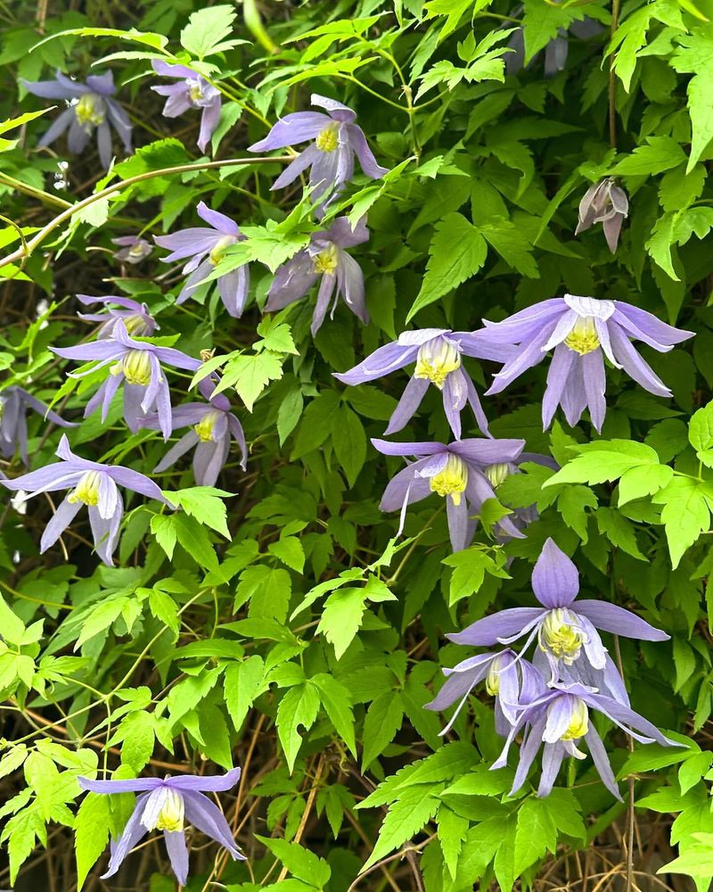 Alpine Clematis