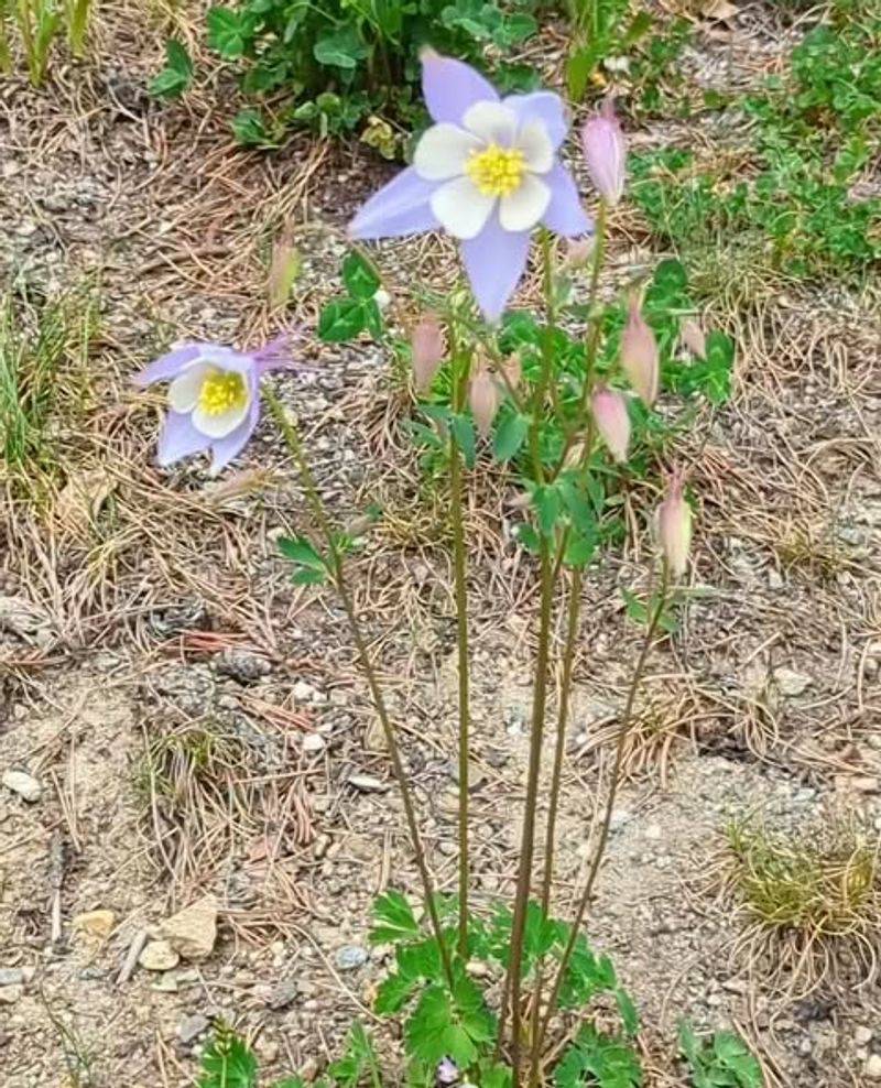 Alpine Columbine