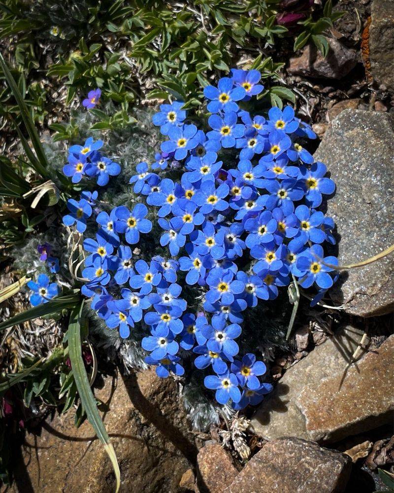 Alpine Forget-Me-Not