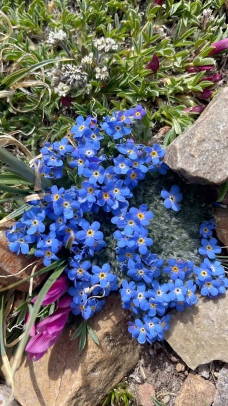 Alpine Primrose