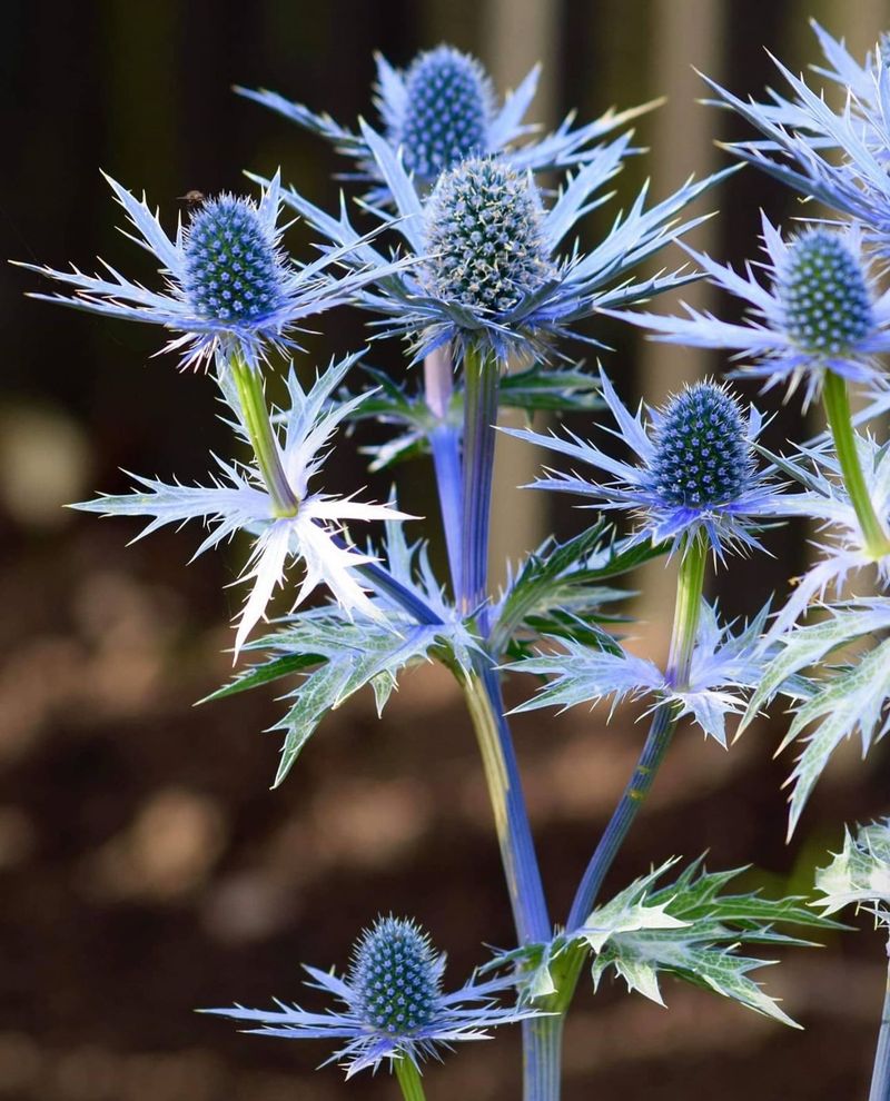 Alpine Sea Holly