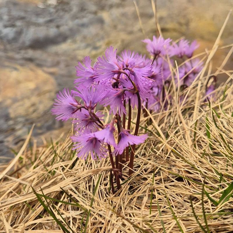 Alpine Snowbell