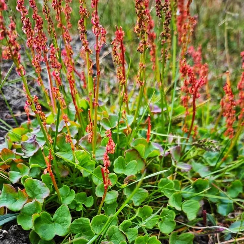 Alpine Sorrel