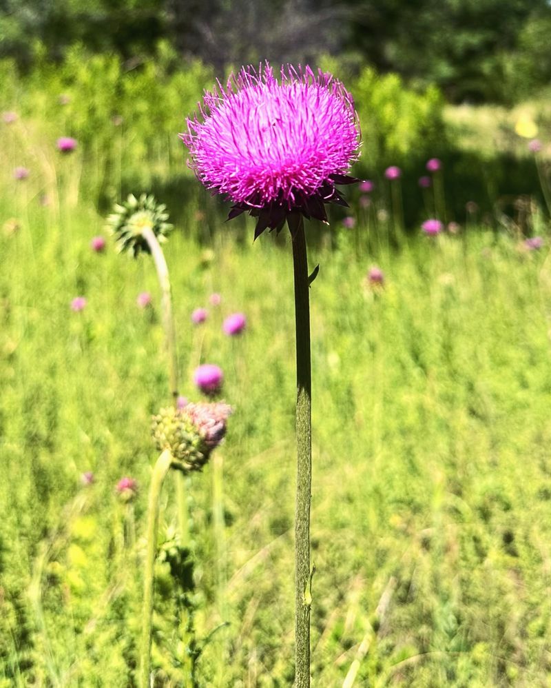 Alpine Thistle