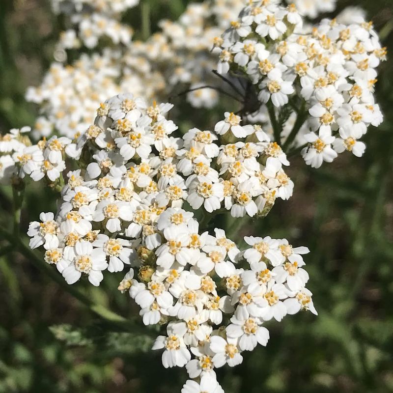 Alpine Yarrow