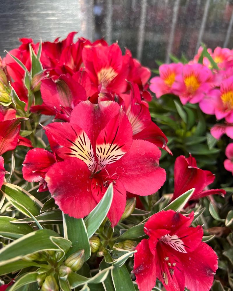 Alstroemeria