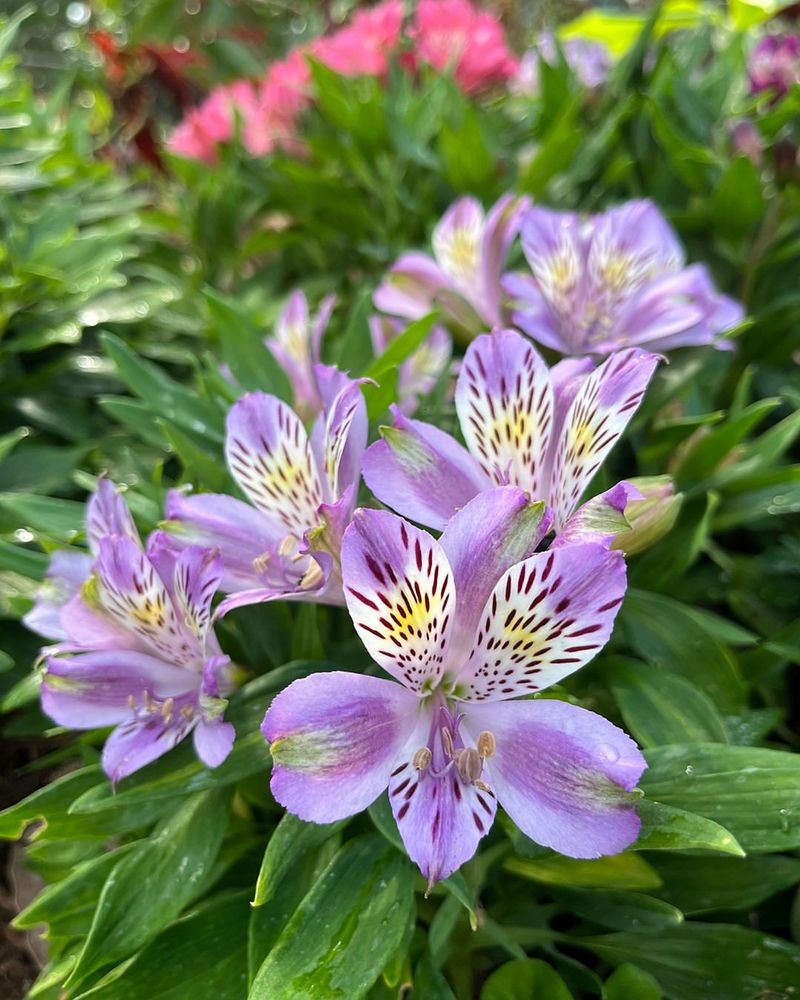 Alstroemeria