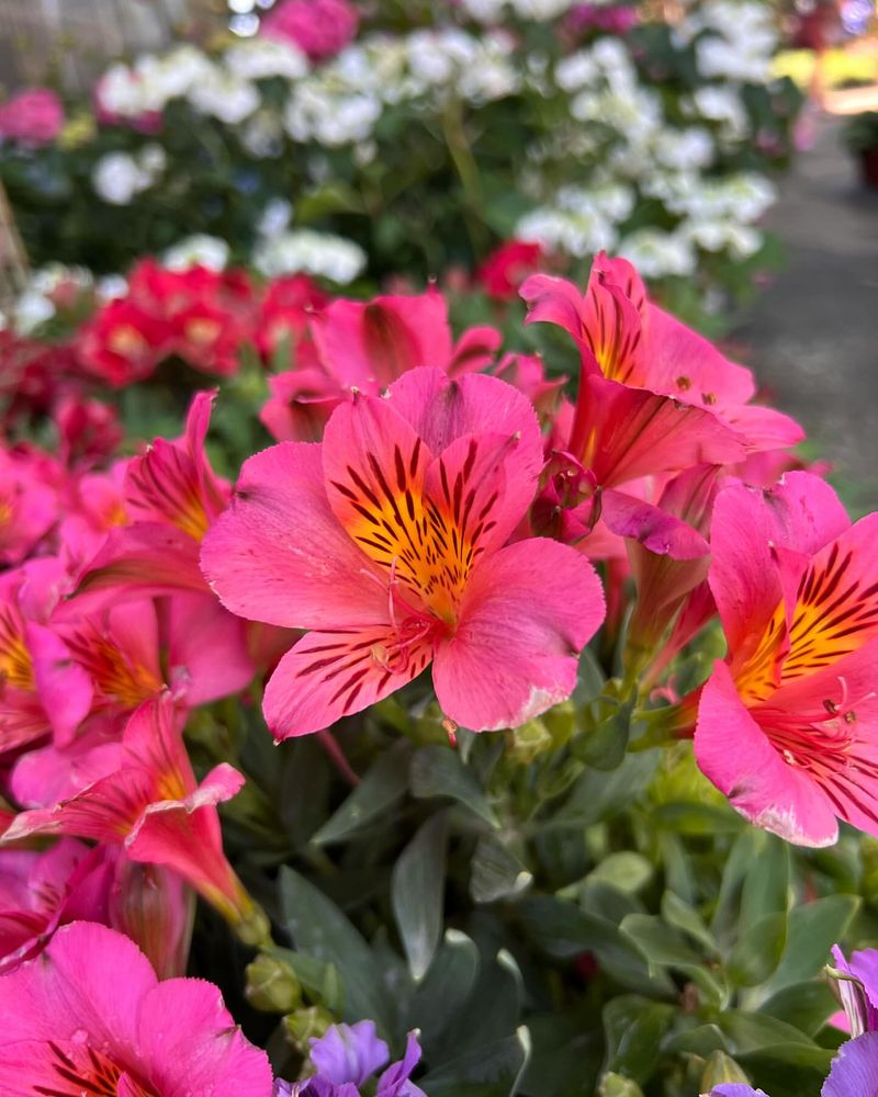 Alstroemeria