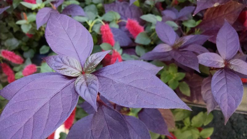 Alternanthera (Purple Knight)