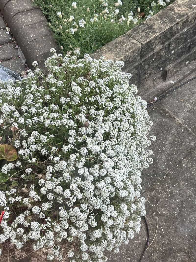 Alyssum