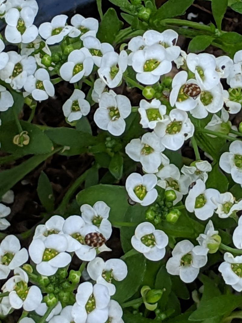 Alyssum