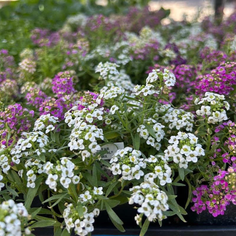 Alyssum