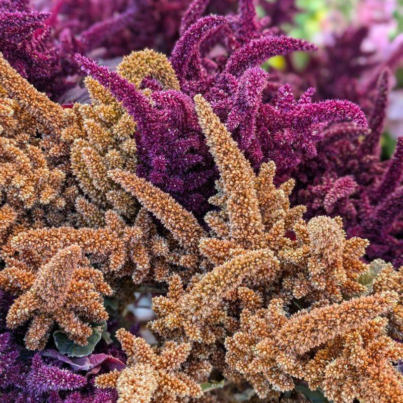 Amaranth