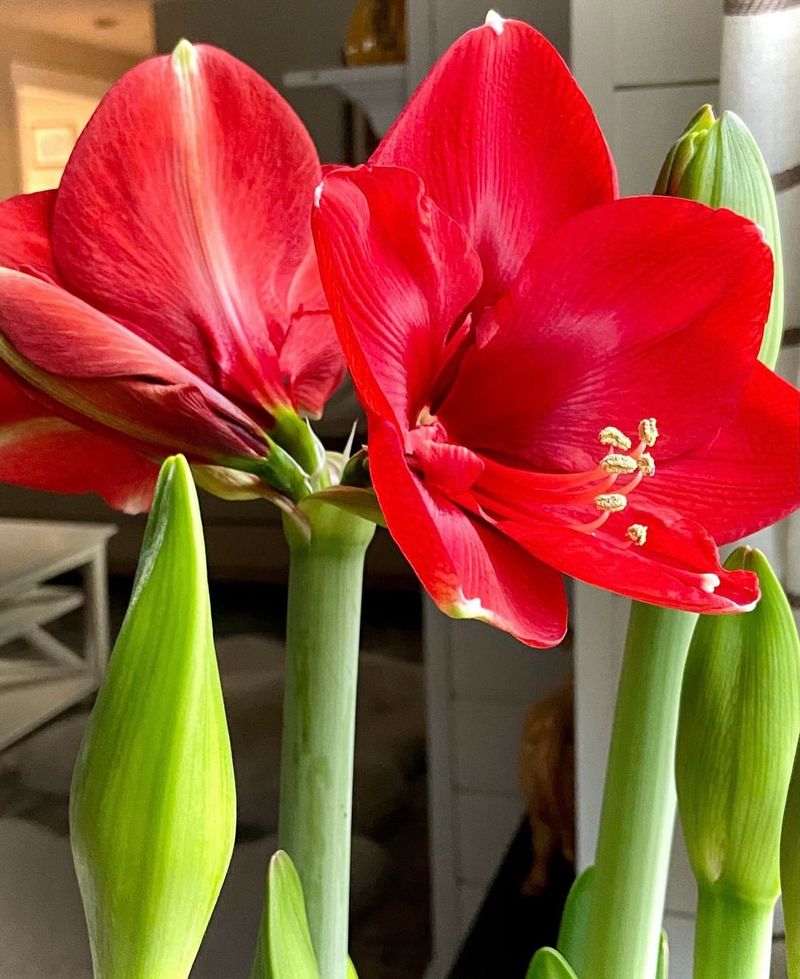 Amaryllis