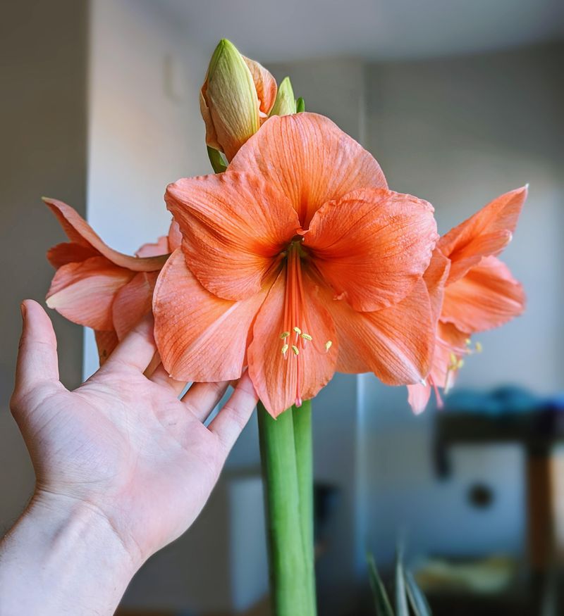 Amaryllis